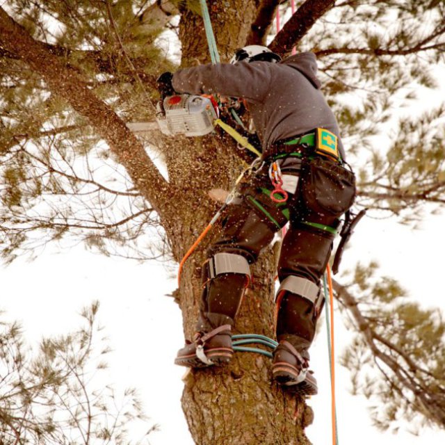 Sky View Tree Services